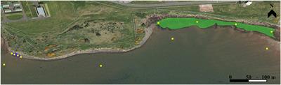 Sediment Dynamics of Natural and Restored Bolboschoenus maritimus Saltmarsh